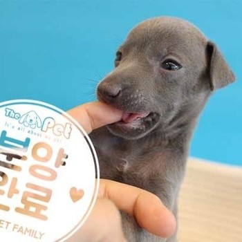 이탈리안그레이하운드 ♂ 08.05 분양완료