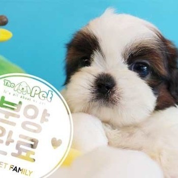 시츄 ♂ 4.13 분양완료