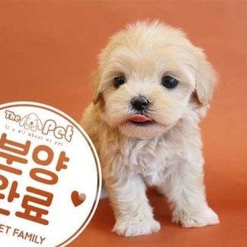 말티푸 ♂ 3.22 분양완료