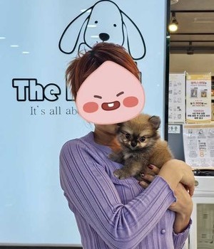 말티치와와 분양후기/중리점 [24.8.24]