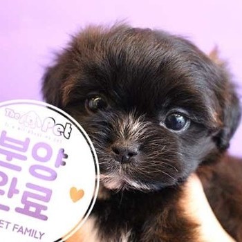  말티푸 ♀ 10.10 분양완료