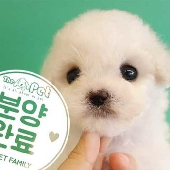 비숑프리제 ♂ 11.02 분양완료