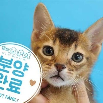 아비시니안 ♂ 2.29 분양완료