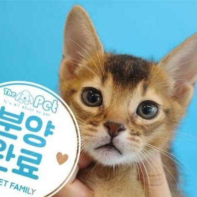 아비시니안 ♂ 2.29 분양완료