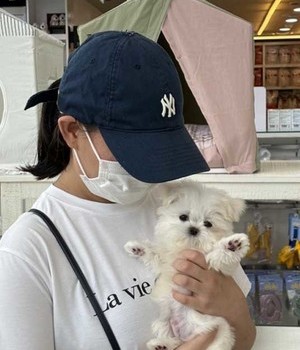 말티즈 분양후기 [24.8.11]