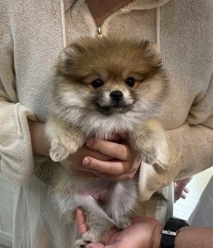 포메라니안 분양후기 [24.6.22]