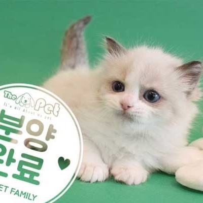 랙돌 ♂ 2.13 분양완료