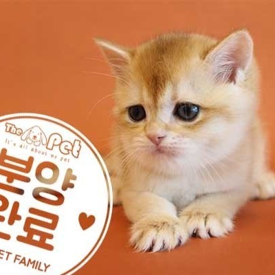 브리티쉬숏헤어 ♂ 4.23 분양완료
