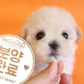 말티푸 ♂ 4.2 분양완료