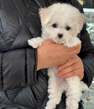 비숑프리제 분양후기 [25.3.15]