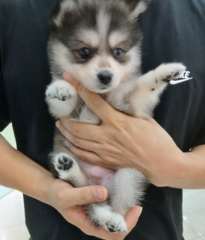 폼스키 분양후기[25.8.10]