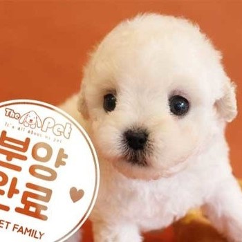 말티푸 ♀ 10.3 분양완료