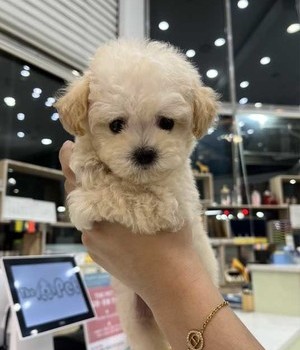 푸들 분양후기[25.8.24]