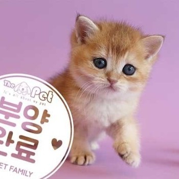브리티쉬숏헤어 ♂ 5.20 분양완료