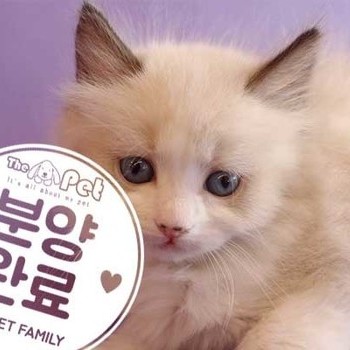 랙돌 ♀ 10.29 분양완료