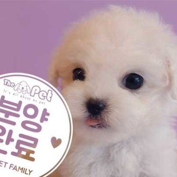 비숑프리제 ♂ 5.20 분양완료