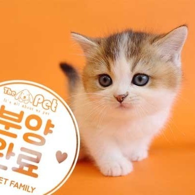 브리티쉬숏헤어 ♂ 3.11 분양완료