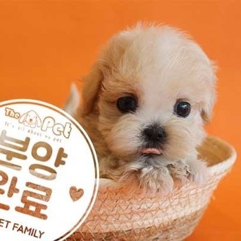 말티푸 ♀ 6.17 분양완료
