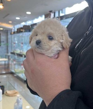 푸들 분양후기 [25.1.30]