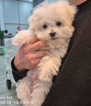 비숑프리제 분양후기 [25.3.15]