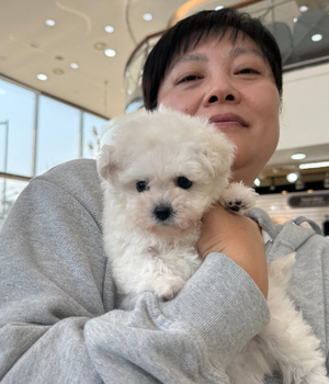 비숑프리제 분양후기 [25.3.19]