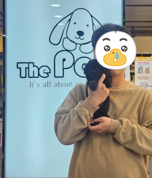 푸들 분양후기/중리점 [25.1.25]