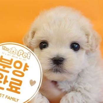  말티푸 ♂ 4.22 분양완료