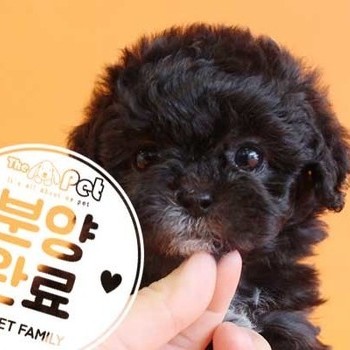  말티푸 ♀ 3.21 분양완료