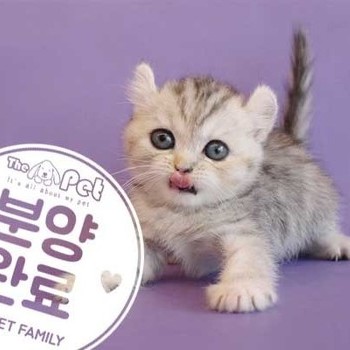 아메리칸컬 ♀ 4.16 분양완료