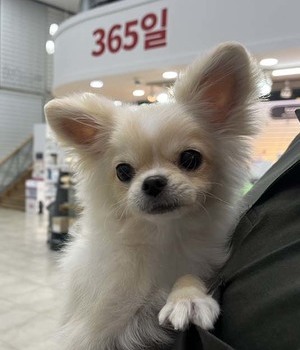 폼치 분양후기[25.8.31]