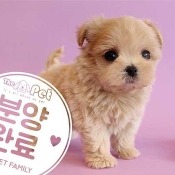 말티푸 ♀ 5.21 분양완료