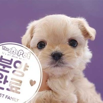  말티푸 ♂ 1.30 분양완료