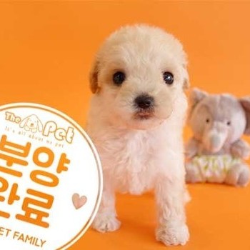 말티푸 ♀ 12.23 분양완료