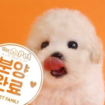 비숑프리제 ♀ 3.27 분양완료