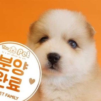  폼스키 ♂ 1.6 분양완료