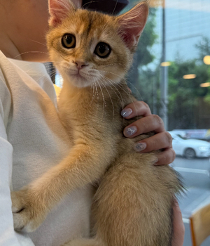 브리티쉬숏헤어 분양후기[25.7.19]