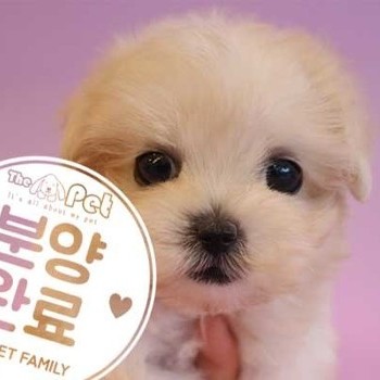 말티푸 ♀ 6.1 분양완료