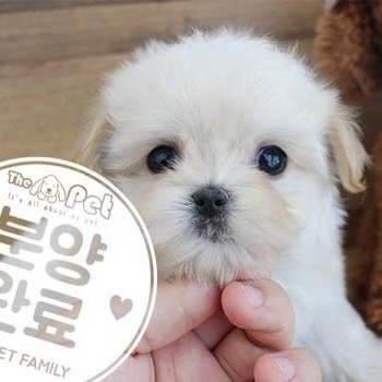 말티푸 ♂ 5.26 분양완료