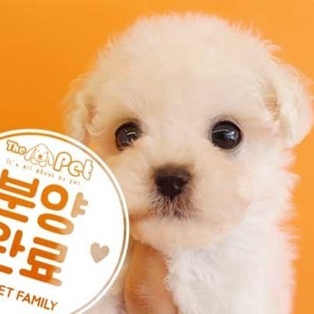 말티푸 ♀ 3.2 분양완료