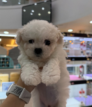 비숑프리제 분양후기[25.8.29]