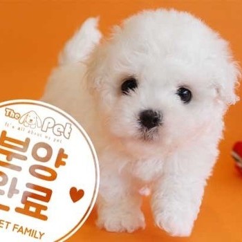 비숑프리제 ♂ 11.16 분양완료