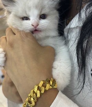 랙돌 분양후기(25.9.18)