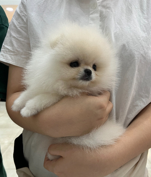 포메라니안 분양후기[25.8.28]