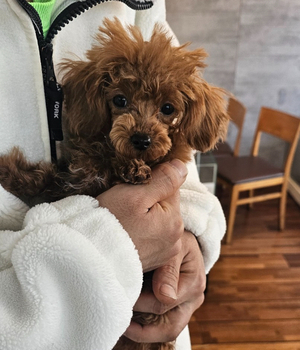 푸들 분양후기 [25.1.25]