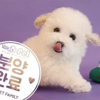 말티푸 ♂ 9.2 분양완료