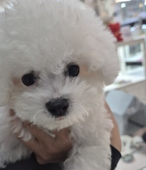 비숑프리제 분양후기(25.9.16)