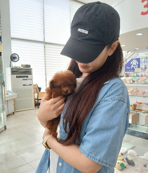 푸들 분양후기[25.8.8]