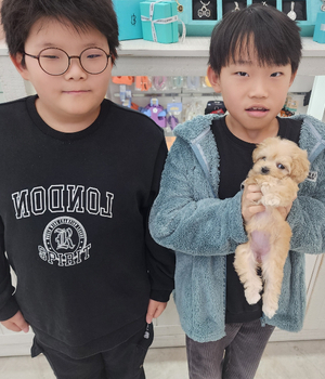 말티푸 분양후기[25.3.2]