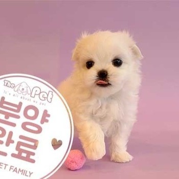  말티즈 ♂ 6.3 분양완료