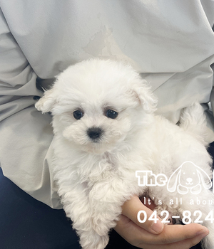 비숑 분양후기(25.10.26)